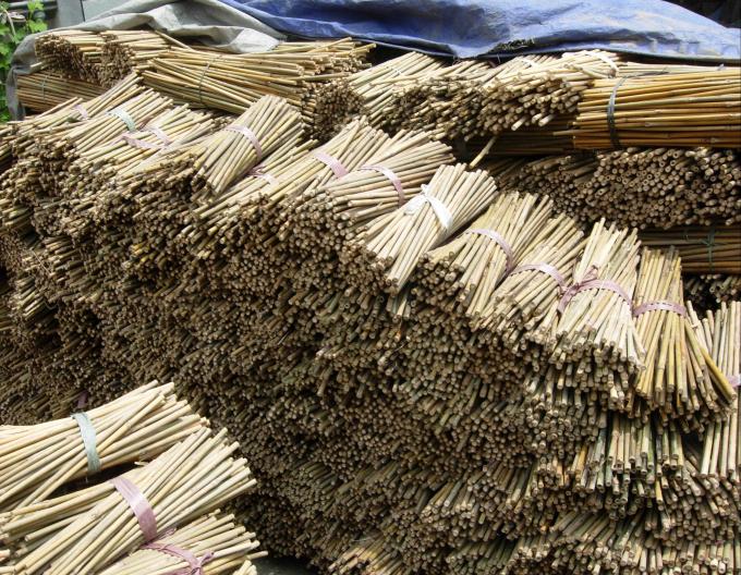 Umweltschonende Bambuspfähle, Toamto Beans, Topfpflanzen für Innen- und Außenanlagen 3