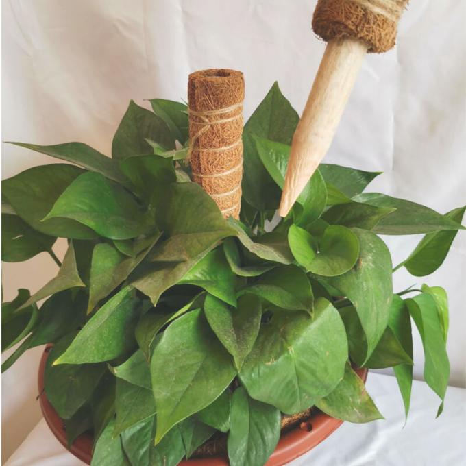 Moss Pole für Pflanzen Monstera, Pflanzen Stützpfähle für Indoor Kletterpflanzen, Monstera Pfähle Coco Coir Pole 1