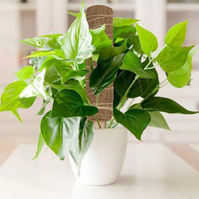 Moss Pole für Pflanzen Monstera, Pflanzen Stützpfähle für Indoor Kletterpflanzen, Monstera Pfähle Coco Coir Pole 3