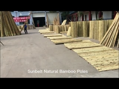 100% natürlicher gelber Bambus-Pole 90cm bis 595cm Betriebsgarten-Stangen
