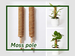 Wie benutzt man Moss Pole für Kletterpflanzen Monstera?