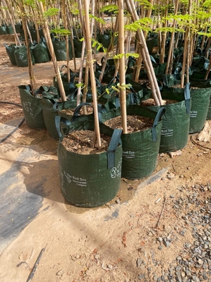 Bambus-Polen Tonkin fester Bambus Polen Garten-Zaun-Home Decoration Raws