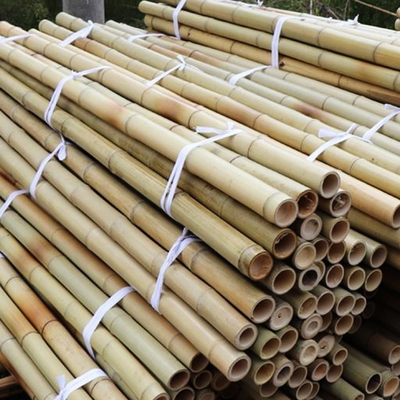 100% natürlicher gelber Bambus-Pole 90cm bis 595cm Betriebsgarten-Stangen