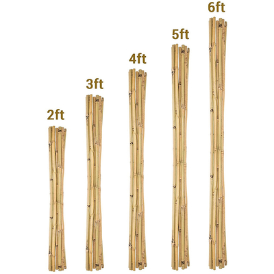Garten-Möbel-natürliche Bambus- Stangen rohe Bambus-Polen 40cm bis 500cm Höhe