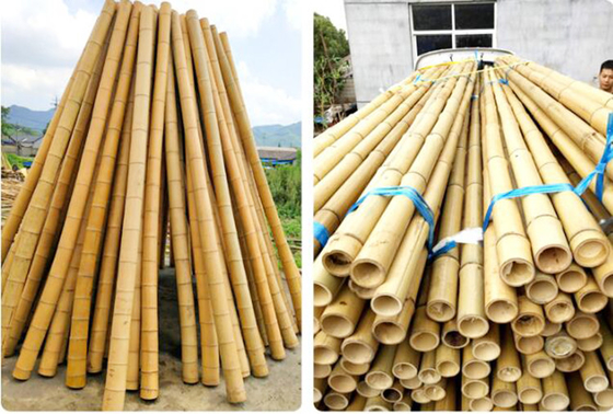 250cm rohe Bambus-Polen Bambusstangen für Dekorations-Anlage
