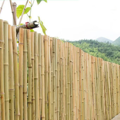 100% natürlicher roher 240cm Bambus-Pole, der Deoration 60cm bis 595cm errichtet