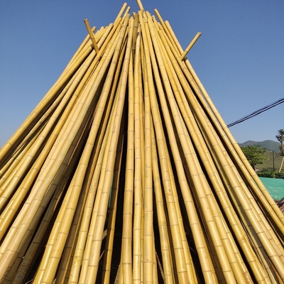 100% natürlicher roher 240cm Bambus-Pole, der Deoration 60cm bis 595cm errichtet
