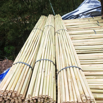 Natürlicher Garten-Bambusstöcke für Innentomaten-Topfpflanzen im Freien stützen Stangen