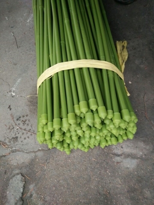 40cm 60cm 90cm 120cm Längen-Grün Bambus-Polen, die Grün malen