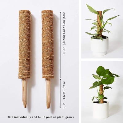 Moss Pole Pflanzenunterstützung Klettern Kokosnussstangen Palmstick Farbpflanze