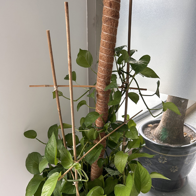 Kundengebundener natürlicher Bambusrohstoff-Bambus bindet 40cm 60cm 90cm Durchmesser Längen-6mm an