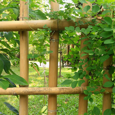 Gartenpflanze-Dekoration rohe Bambus- Polen natürliches Tonkin Bambus-Polen