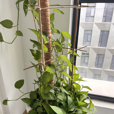 Trockene gerade 60cm bis 595cm große Bambus-Polen natürliche Farbe