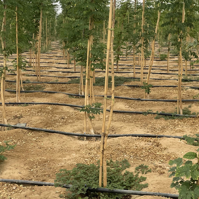 Natürliche Bambusbetriebsstützstangen für Zimmerpflanzen, Bambusstock-Pole-Garten-Bambusstange 40cm 595cm