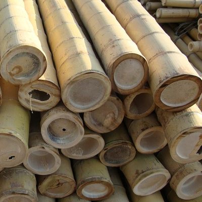 100% natürlicher gelber Bambus-Pole 90cm bis 595cm Betriebsgarten-Stangen