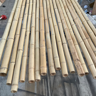 100% natürlicher gelber Bambus-Pole 90cm bis 595cm Betriebsgarten-Stangen