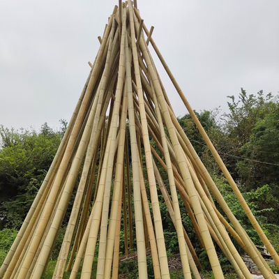 100% natürlicher gelber Bambus-Pole 90cm bis 595cm Betriebsgarten-Stangen