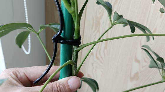 Flexible Grüne Hohllinie zur Unterstützung der Pflanze