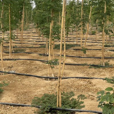 Umweltfreundliche, anpassbare Größe Bambusstange zur Unterstützung von Gartenpflanzen mit Antiseptikbehandlung