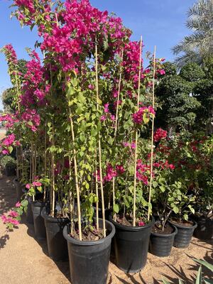 Gartenstäbe, 18 Zoll natürliche Bambus-Pflanzstäbe, Pflanzenstützstäbe mit Bindedrähten, Bambusstäbe für Tomaten, Bohnen, Blumen, Topfpflanzen, Kletterpflanzen für Innen- und Außenbereich