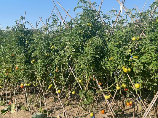 Gartenstäbe, 18 Zoll natürliche Bambus-Pflanzstäbe, Pflanzenstützstäbe mit Bindedrähten, Bambusstäbe für Tomaten, Bohnen, Blumen, Topfpflanzen, Kletterpflanzen für Innen- und Außenbereich