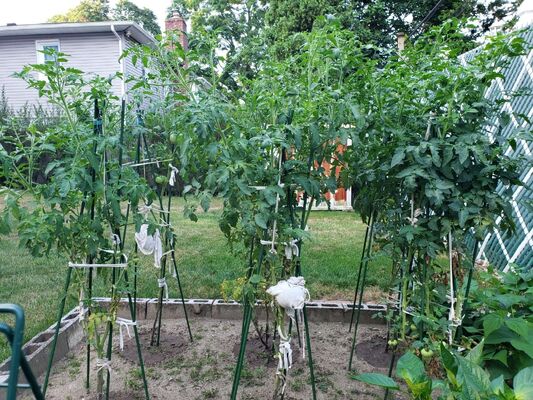 Green Plastic Coated Metal Plant Stakes for Garden Plant Support and Climbing Plants
